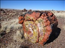 Petrified Wood